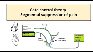 Gate Control Theory Of Pain
