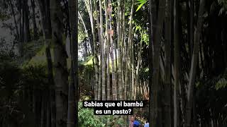 Sabias que el bambú es un pasto?
