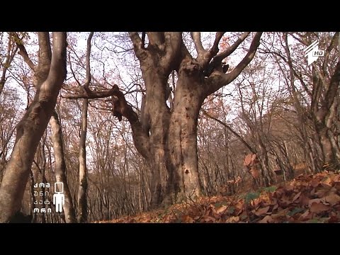 ათასწლოვანი გიგანტები - გიორგი კაკაბაძის სიუჟეტი