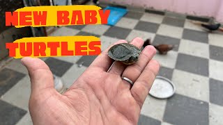 New baby red ear slider turtles  aa gaye  #petsvlog