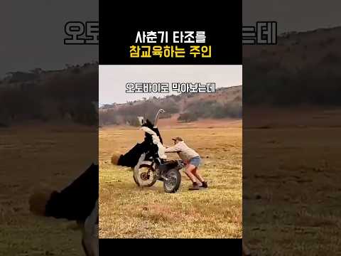 사춘기 타조를 참교육하는 주인 thumbnail