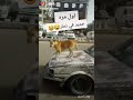 لاول مره جديد في ذمار