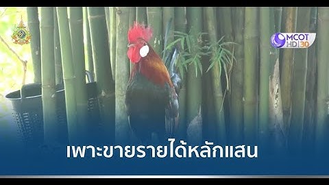 เพาะไก่ป่าหูขาว สวยงาม เลี้ยงง่าย รายได้หลักแสนต่อปี