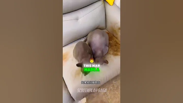 Video 11599111: cat hair