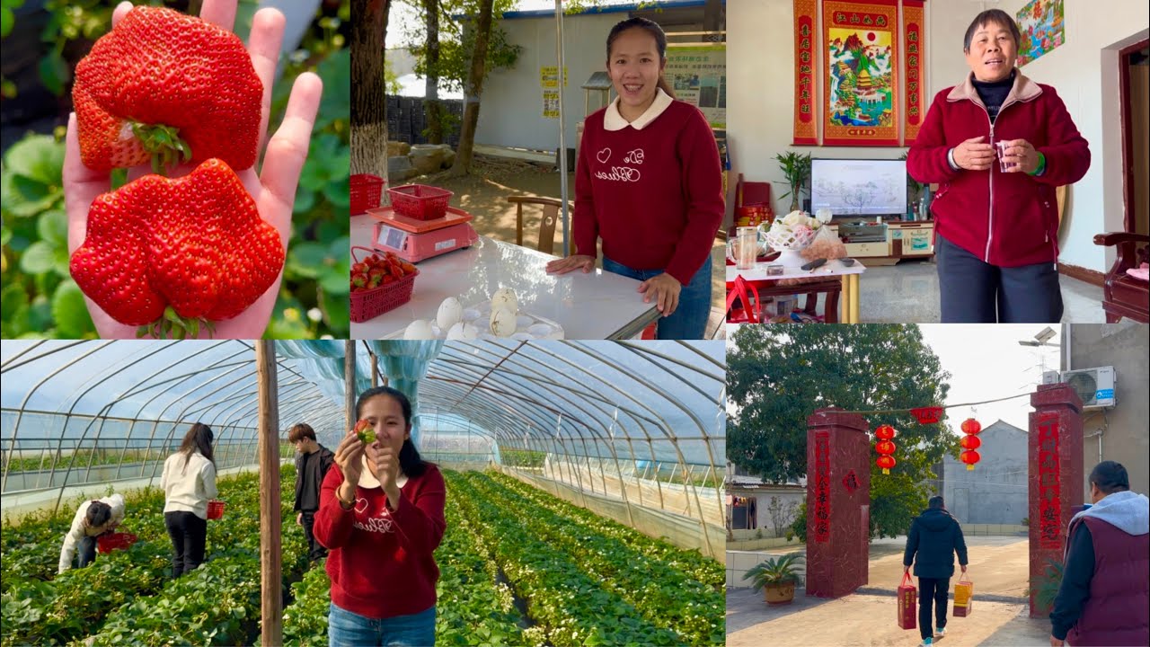[1128] На третий день лунного Нового года я взял своих внуков собирать клубнику, чтобы пожелать и...