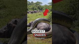 Top 5 Largest Snakes in the World(Number 1 is SHOCK you)