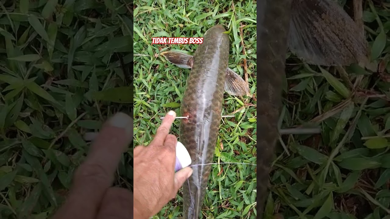 Mata paser tidak tembus boss