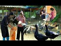 Bamboo Project Harvesting Duck At The Farm Thuy S Heartwarming Surprises Ly Thanh Thuy 