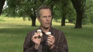 America's Heartland: Harvesting Knowledge - Mushrooms