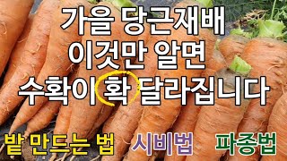 가을 당근 재배 이것만 알면 수확이 달라집니다