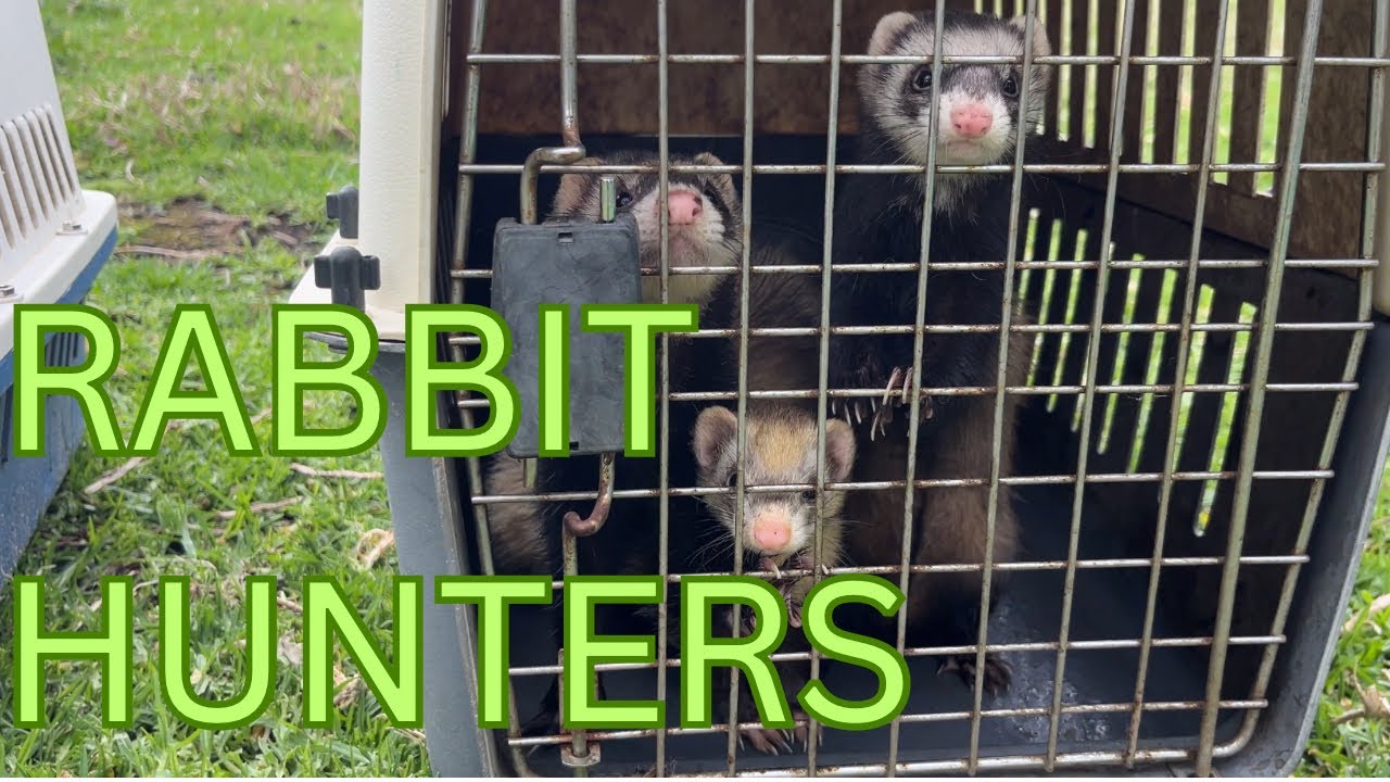Ferreting: The Best Defence Against Rabbits - YouTube