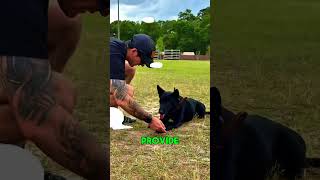 Belgian Malinois skills #dog #belgianmalinois  #shortsfeed #shorts
