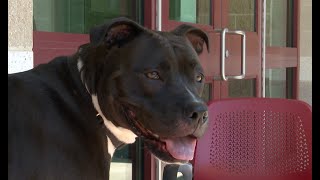 Animal shelters across the country face overcrowding and pet returns