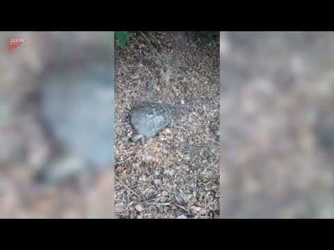 Turtle Slowly Walks Along at Its Own Pace - 1853255-19