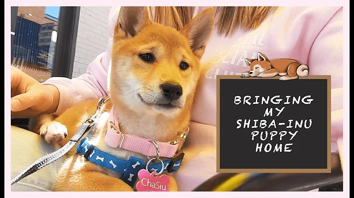 VLOG: FIRST TIME DOG OWNER | BRINGING MY SHIBA-INU PUPPY HOME