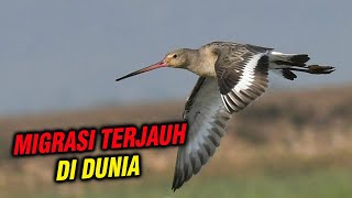 Tak Pernah Merasa Lelah!! Inilah Hewan Dengan Migrasi Terjauh Di Dunia