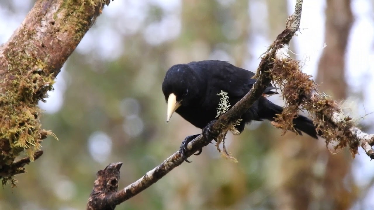 Subtropical (Scarlet-rumped) Cacique, Cabanas San Isidro, Ecuador 