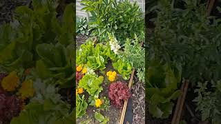 Help in the garden.Having help in the garden is a great help #shorts #gardenrescue