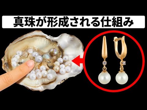 牡蠣はなぜ どうやって真珠を作るの Youtube 牡蠣はなぜ どうやって真珠を作るの Youtube