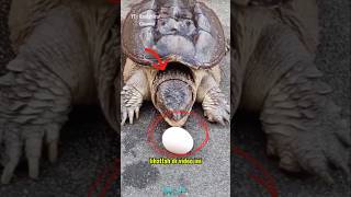 Hewan ini memiliki rahang kuat dan refleks cepat ⁉️😱 || #shorts #feedshorts