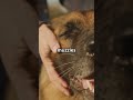Why Dogs Tilt Their Heads - The Secret!!