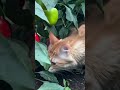 #garden #жизньзагородом #рецепты #огород #shorts