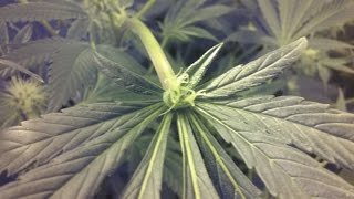 Indoor marijuana grow tent week 9