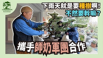 下雨天就是要種樹啊！攜手師奶軍團整理真柏【銘園工作日常】Routine in Taiwan Ming Yuan Art of Gardening. ｜台灣銘園庭園美術館