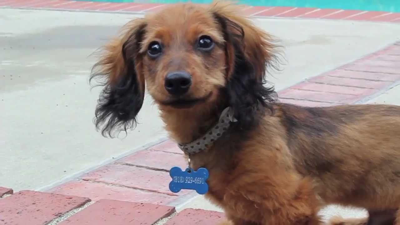 Red Dachshund long hair Boby - YouTube