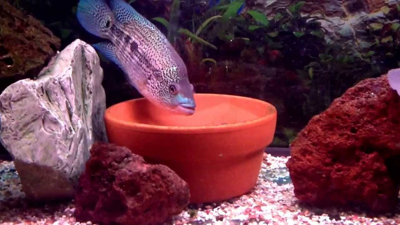Dovii wolf cichlid breeding pair. YouTube
