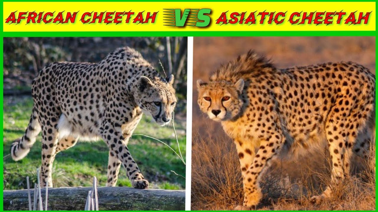 Asiatic Cheetah Vs African Cheetah