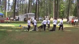 Top Dog Advanced Obedience Demonstration