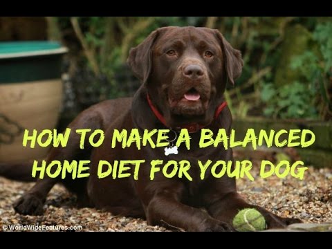 how-to-make-a-balanced-meal-for-your-dog-at-home