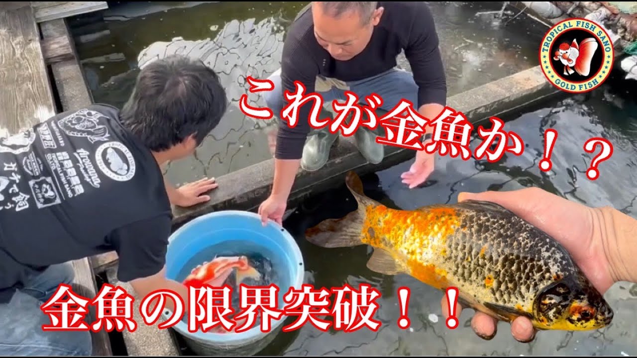 Kyushu Goldfish Purchase] An abnormally large 46.5cm giant