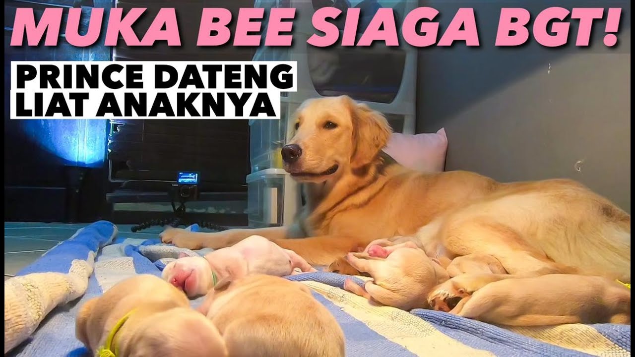 TEGANG !! PERTAMA KALI PRINCE KETEMU ANAK-ANAKNYA!