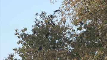 Nine Network | Science Matters #110: April 1, 2015