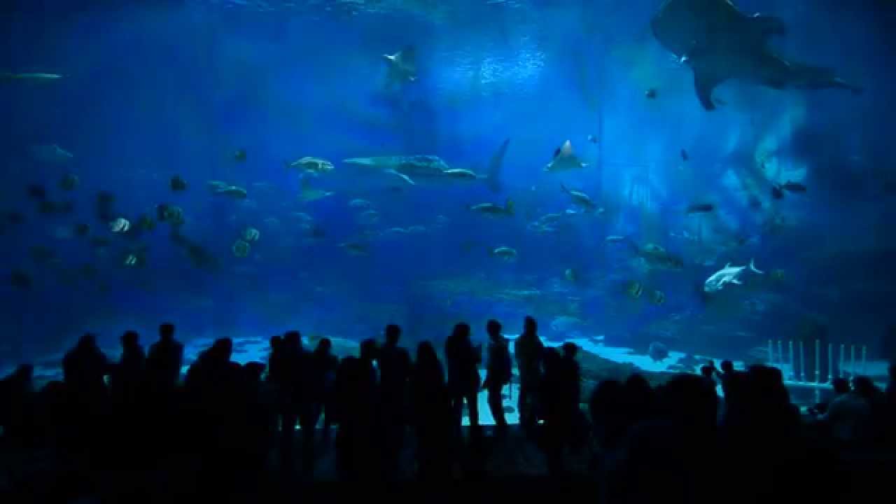 Whale Shark Tank at Aquarium A Glimpse YouTube