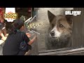 텅빈 집에서 세상을 떠난 주인만 기다리던 강아지 앞에.. 5년만에 나타난 한 여자 Woman Appears In Front Of A Dog Waiting For Dead Owner