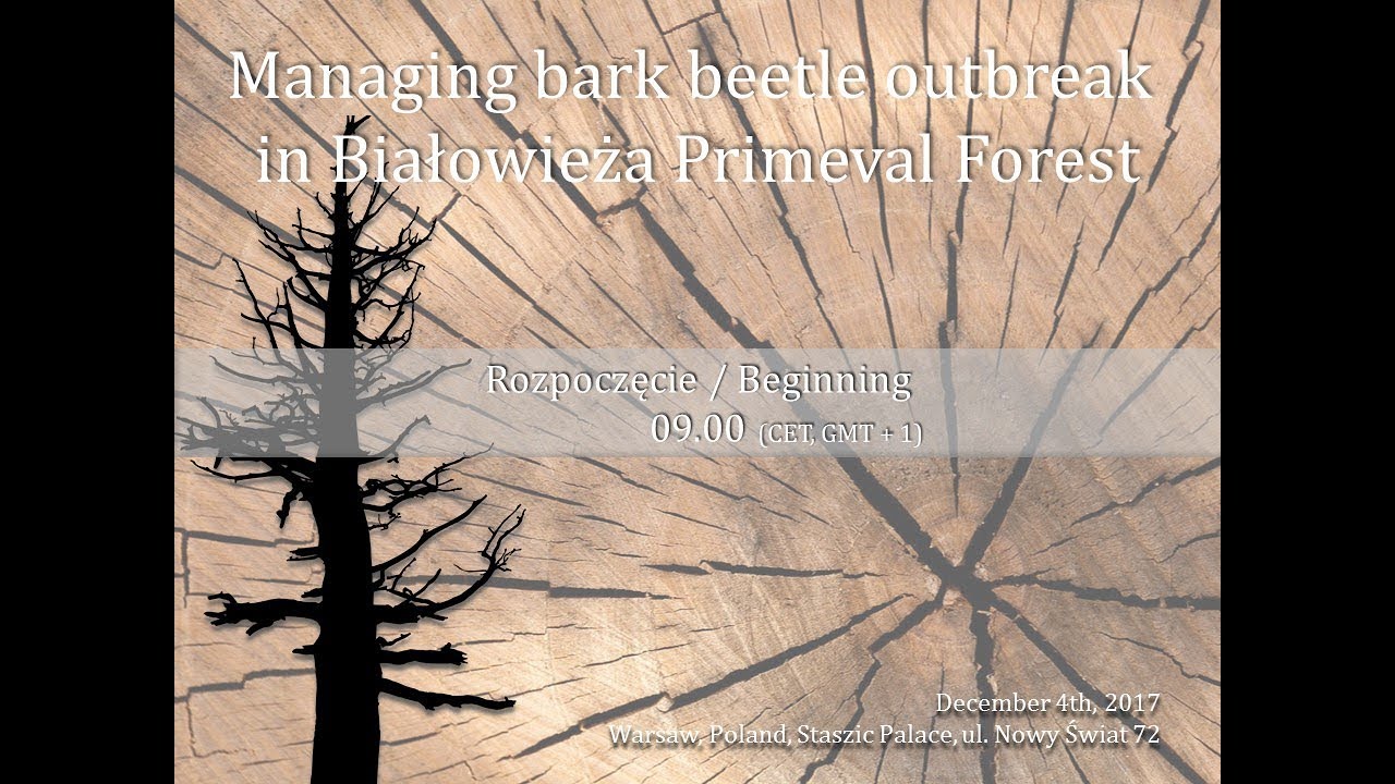 Managing bark beetle outbreak  in Białowieża Primeval Forest