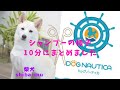 柴犬のシャンプーの様子　10分にまとめました 愛犬のトリミングに密着