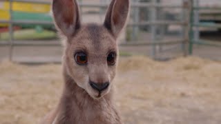 Joey & Ella - The Movie Promo Trailer