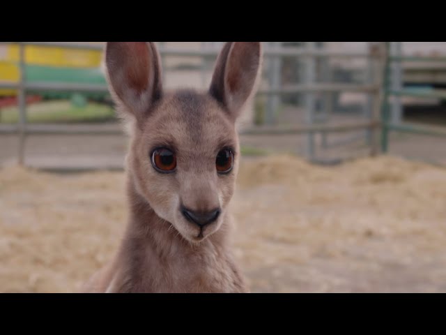 Joey Kangoeroe Film