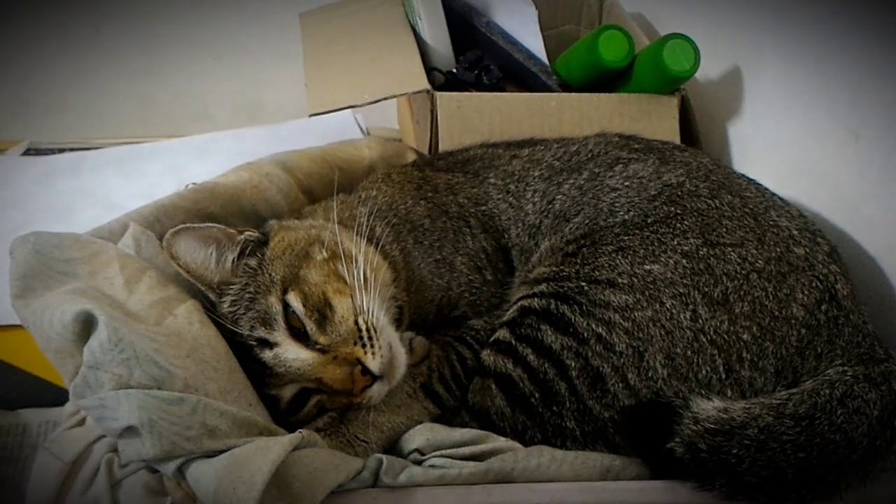 KUCING MAGER TINGKAT DEWA, LAGI DATANG MALASNYA - YouTube