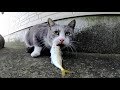 お魚くわえたドラ猫、ライバルに取り囲まれて大ピンチ！？