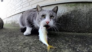お魚くわえたドラ猫、ライバルに取り囲まれて大ピンチ！？