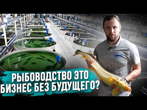 БИЗНЕС НА РЫБЕ. Всё Настолько ПЕЧАЛЬНО Как ВСЕ ГОВОРЯТ?