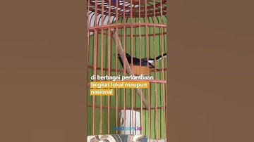 UNIK! ADA SEKOLAH BURUNG MURAI DI BOJONEGORO