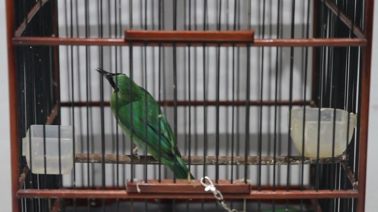 CUCAK IJO MALES BUNYI