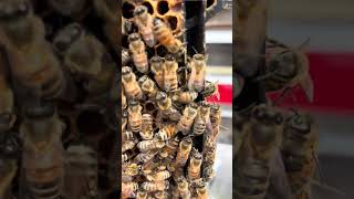 Be careful while doing hive inspections!! I could have killed my queen!!…