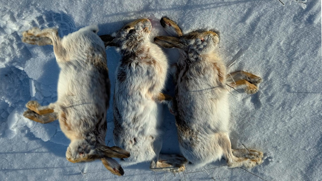 Три зайца взяты! охота по свежему снегу 2026. ATA neo X #hunting #охота #охотаназайца #huntingseason